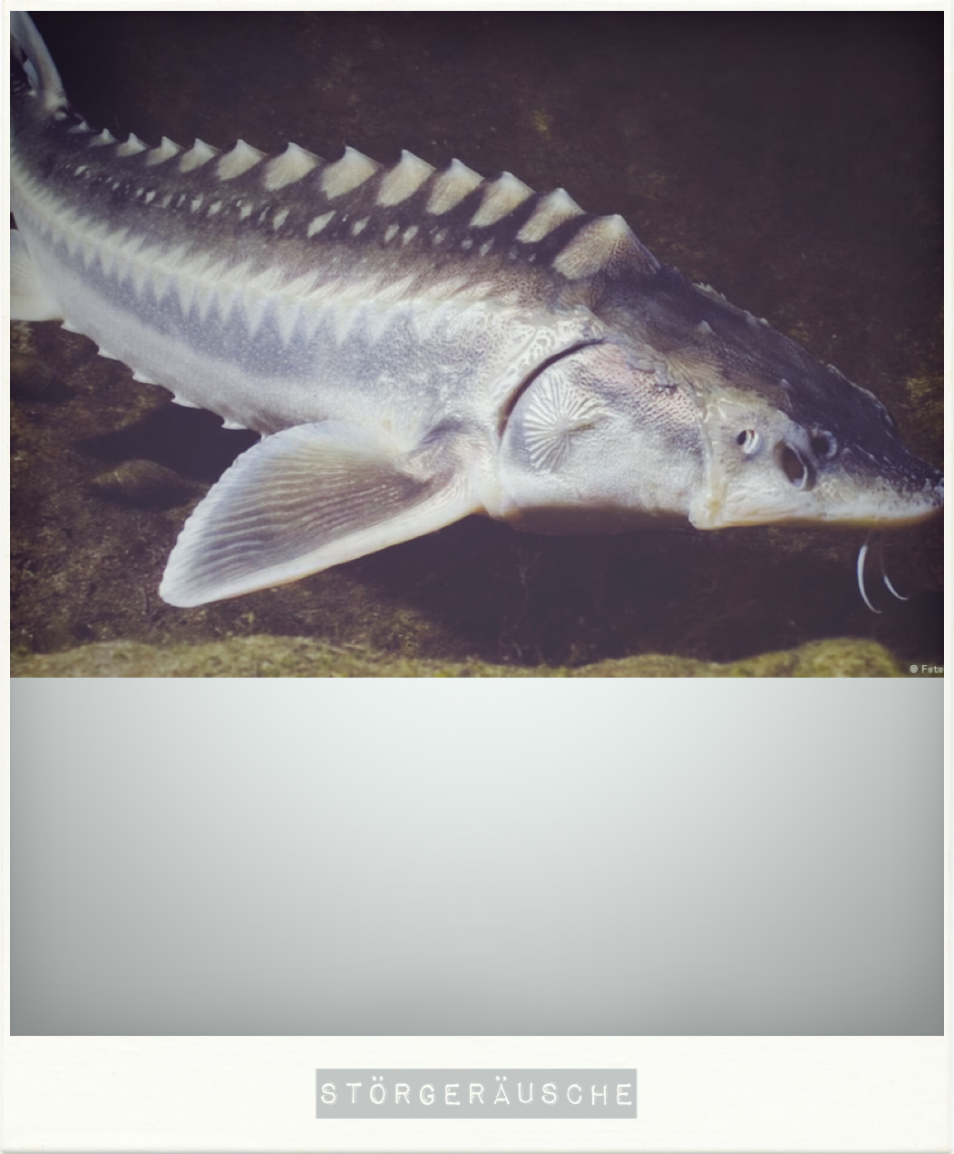 dass die neue EP „STÖRGERÄUSCHE“ heißen wird … 😉